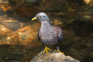 African Olive Pigeon