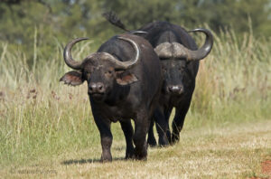 Buffalo