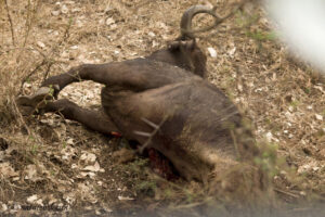 Buffalo kill