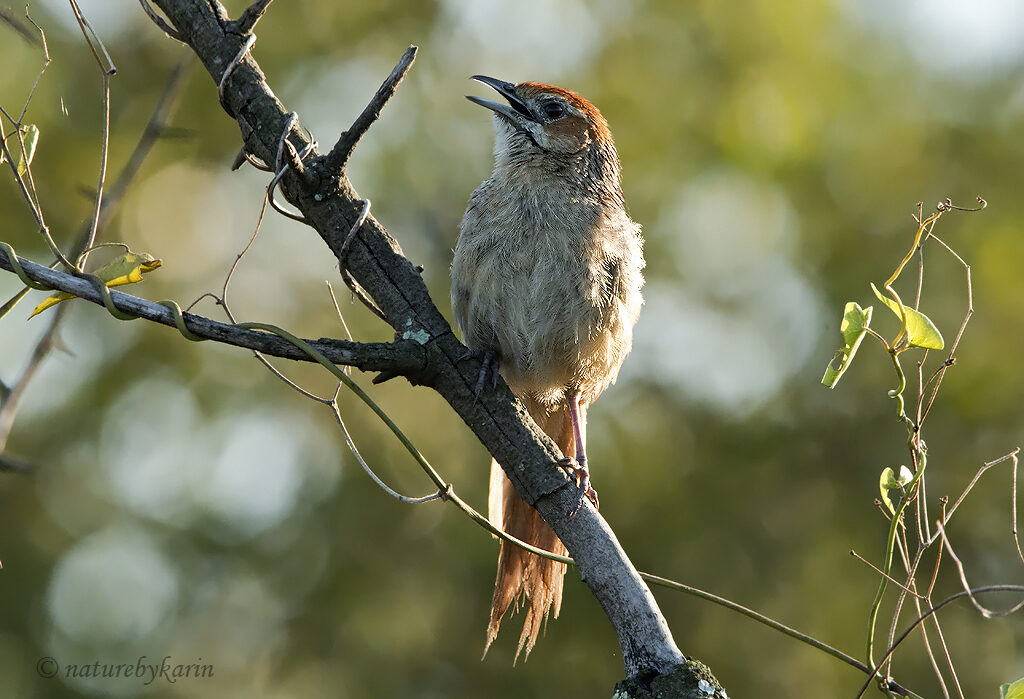 Cape Grassbird