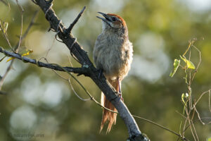 Cape Grassbird