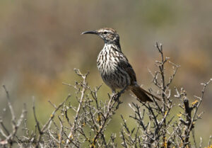 Cape Long-billed Lark