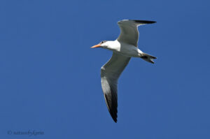 Caspian Tern