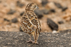 Common Buttonquail