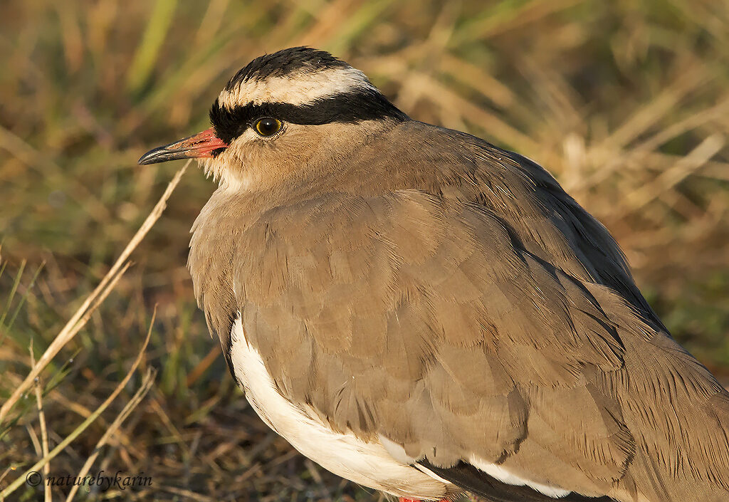 Crowned Lapwing