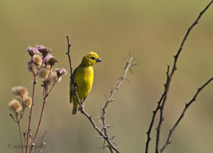 Cuckoo Finch