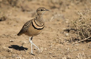 Double-banded Courser