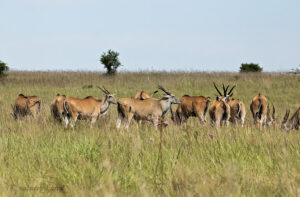 Eland