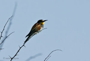 European Bee-eater