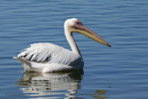Great White Pelican