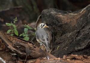 Ground-scraper Thrush