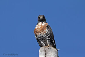 Jackal Buzzard