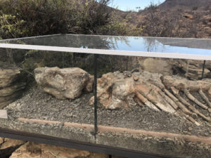 Karoo Fossil