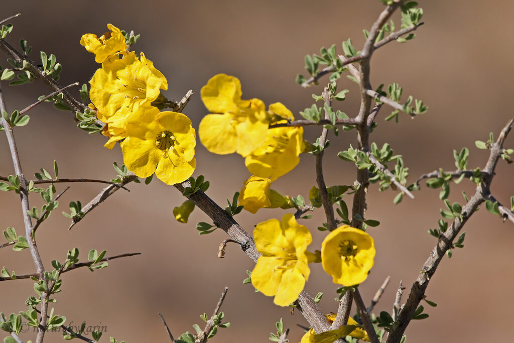 Karoo National Park Flowers