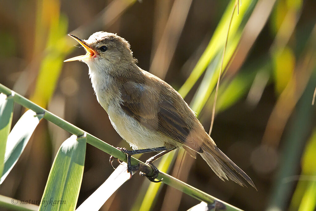 Lesser Swamp Warbler