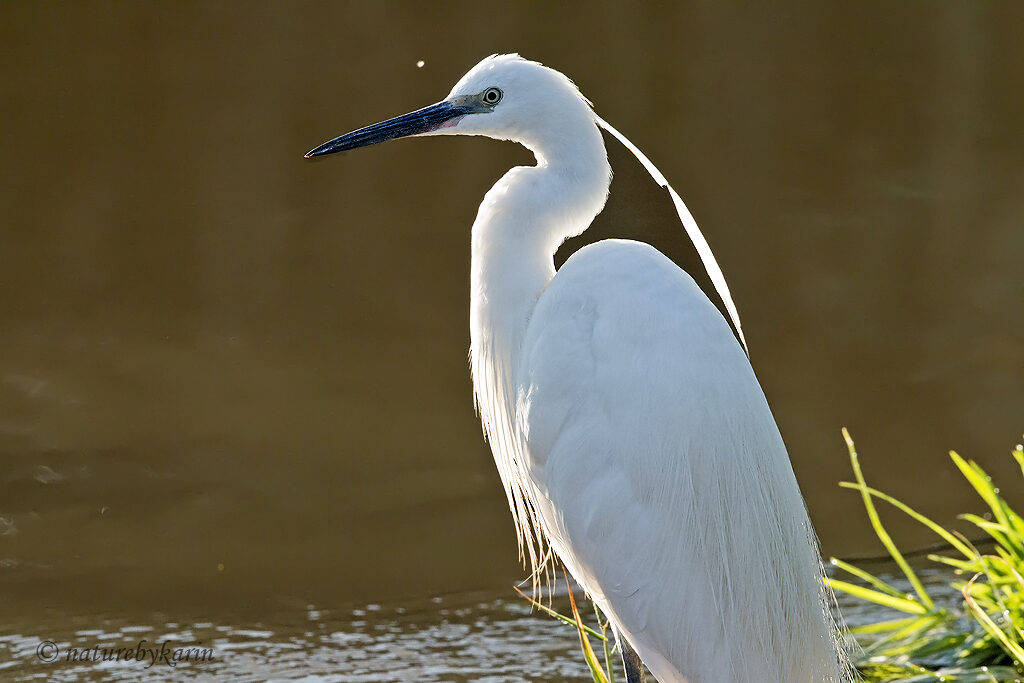 Little Egret