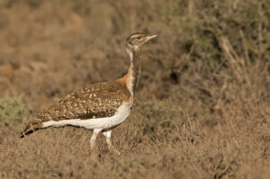 Ludwig’s Bustard