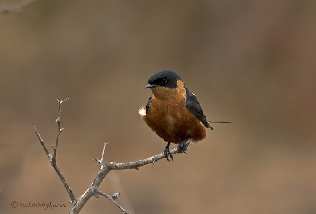 Red-breasted swallow