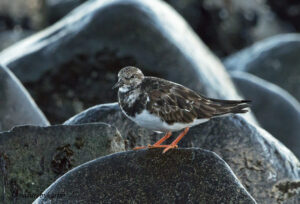 Ruddy Turnstone