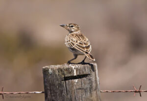 Thick-billed Lark