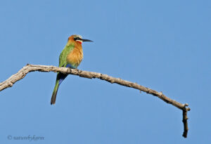 White-fronted Bee-eater