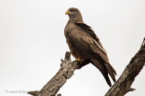 Yellow-billed Kite