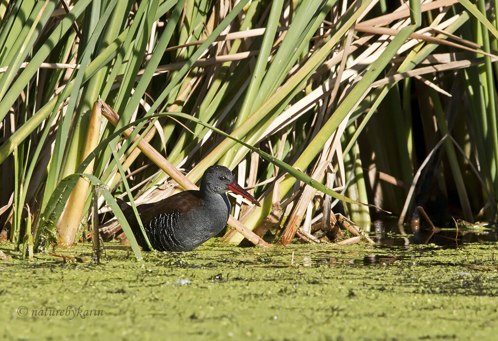 African Rail