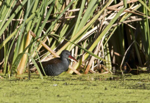 African Rail