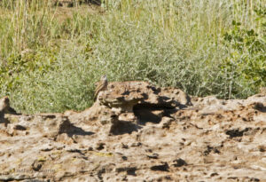 African Rock Pipit