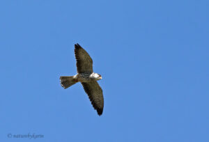 Amur Falcon