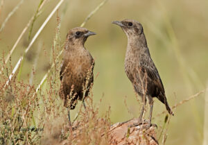 Ant-eating Chat