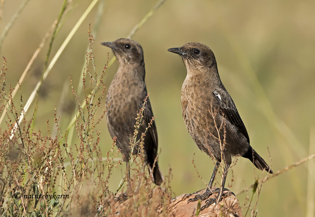 Ant-eating Chat