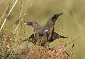 Ant-eating Chat