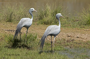 Blue Crane