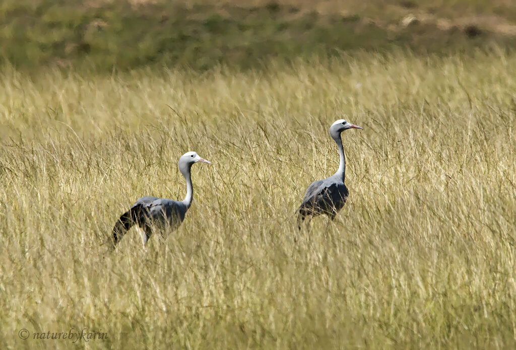 Blue Crane