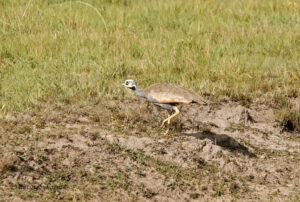 Blue Korhaan