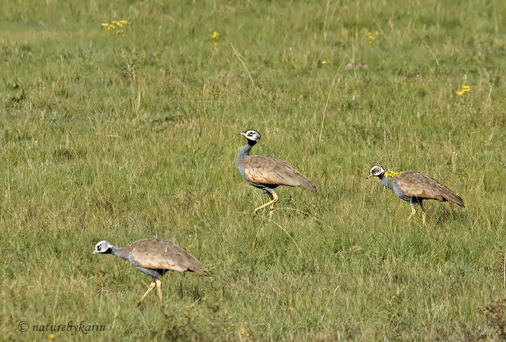 Blue Korhaan