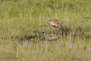 Blue Korhaan