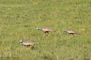 Blue Korhaan