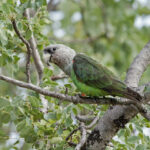 Brown necked parrot