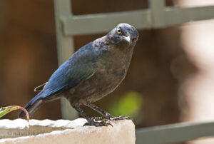 Cape Glossy Starling