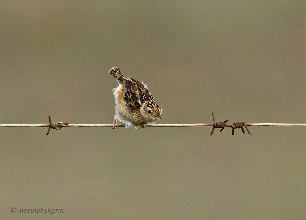 Cisticola 