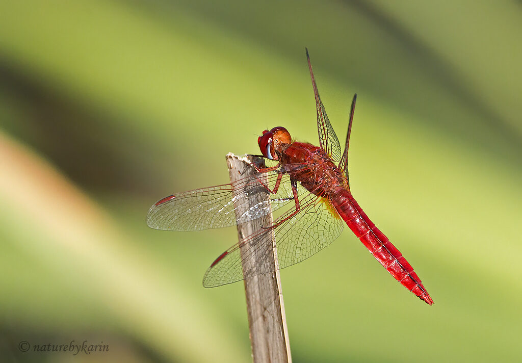 Dragonfly