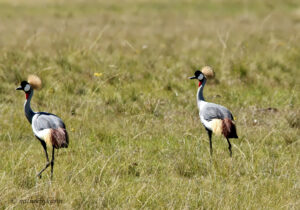 Grey-crowned Crane