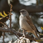 Grey-headed sparrow