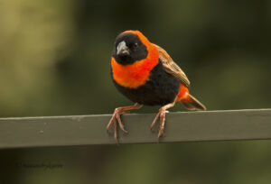 Red Bishop