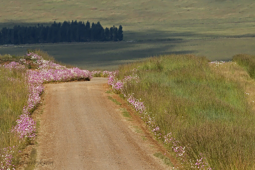 Kosmos flowers