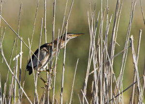 Little Bittern