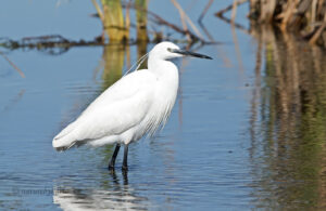 Little Egret