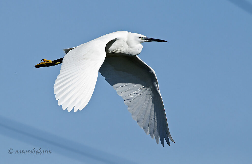 Little Egret